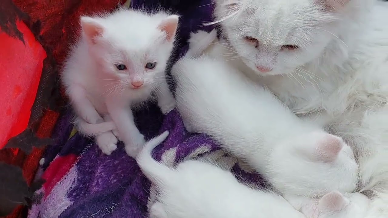 She’s So Irritated… But Still Feeds Her 3 Naughty Kittens! 🐱💛