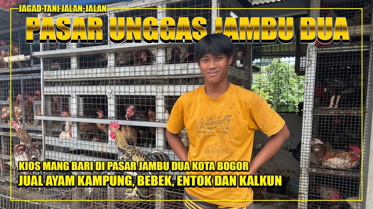 ADA AYAM KALKUN!!! HARGA UNGGAS PASAR JAMBU DUA KOTA BOGOR JAGAD TANI JALAN-JALAN
