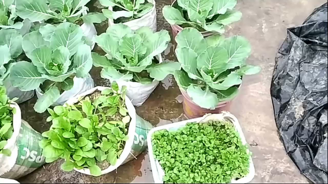 কিভাবে আমার ছাদবাগানকে এই বৃষ্টির হাত থেকে রক্ষা করলাম/HOW I SAVE ROOFTOP GARDEN FROM WINTER RAIN