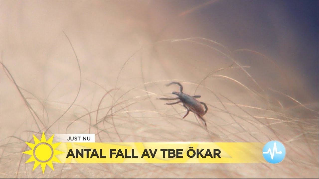 Antal fall av TBE ökar - här är risken störst att drabbas - Nyhetsmorgon (TV4)
