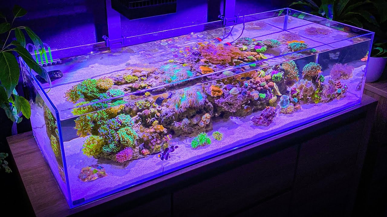 The Rarest Coral I’ve Ever Owned