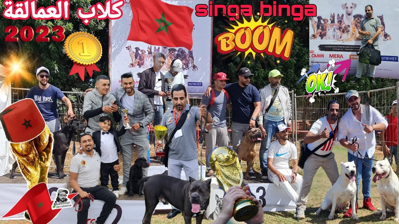 أروع واجمل معرض الكلاب العمالقة 🇲🇦 meilleur prix de chien 🐶 Casablanca Maroc    alabai#doberman🥇🥇🥇🥇💥