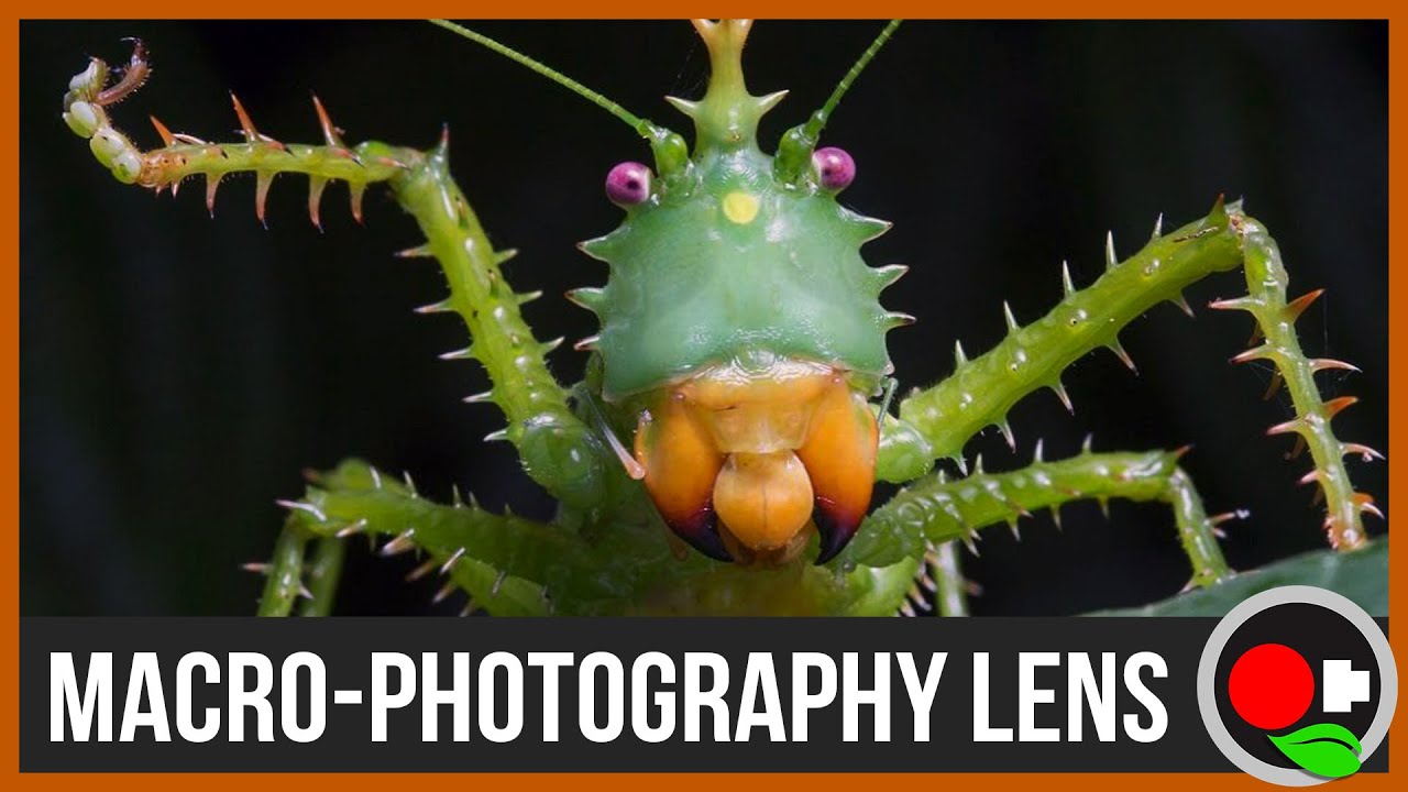 Macro-Photography Lens and Kit (w/ Phil Torres)