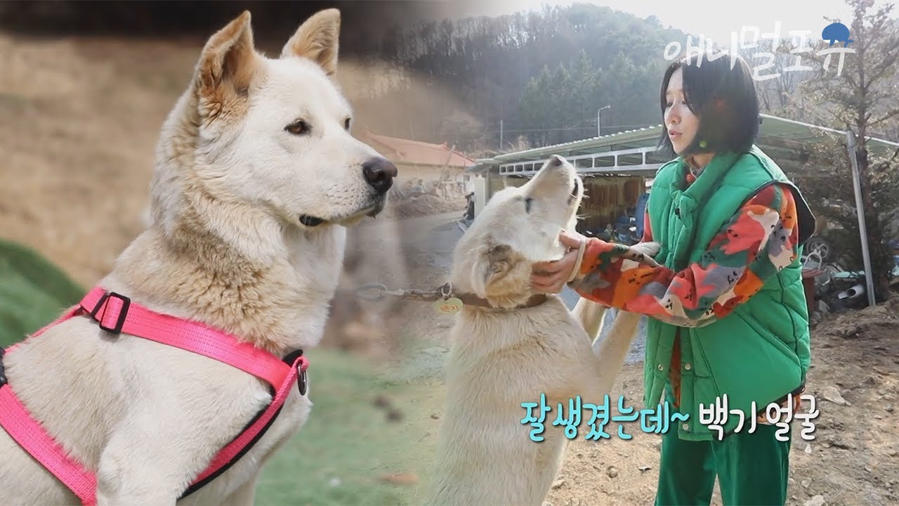 목줄 짧은 시골 마당 개의 줄을 늘려주는 민영 씨! 덕분에 백기는 🐶신남~🎵 | 단짝 230401 방송