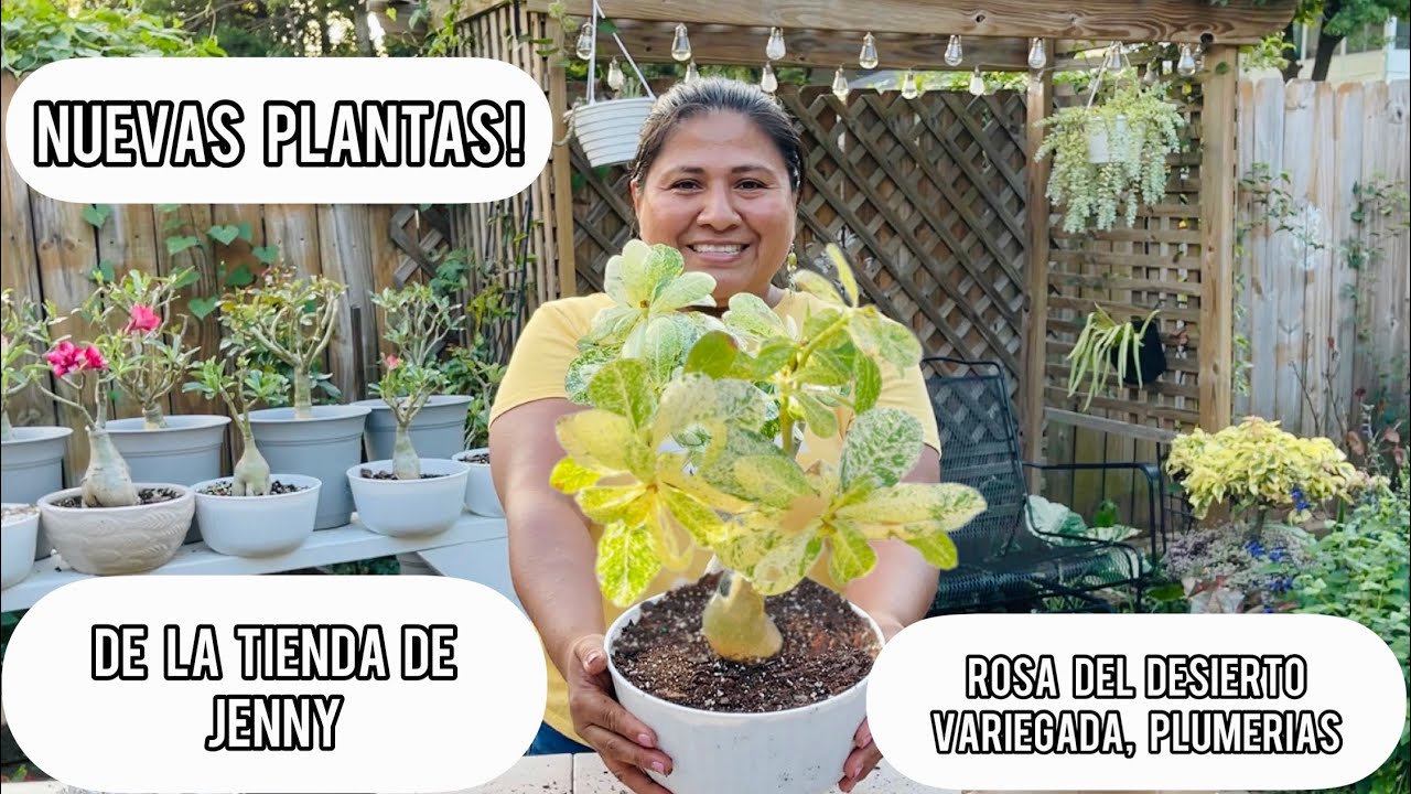 NUEVAS PLANTAS RoSa del desierto variegada y mas