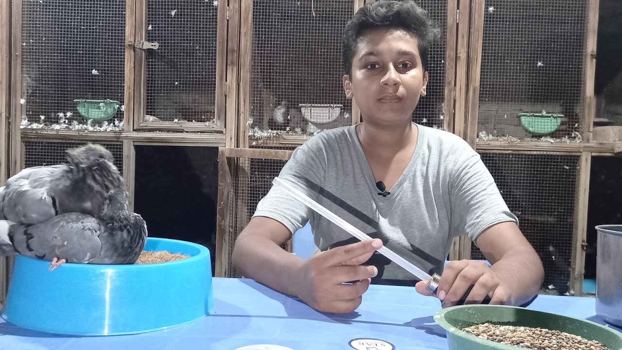 How to use feeding pump || How To Grow Chick's || Muhammad Usman offical