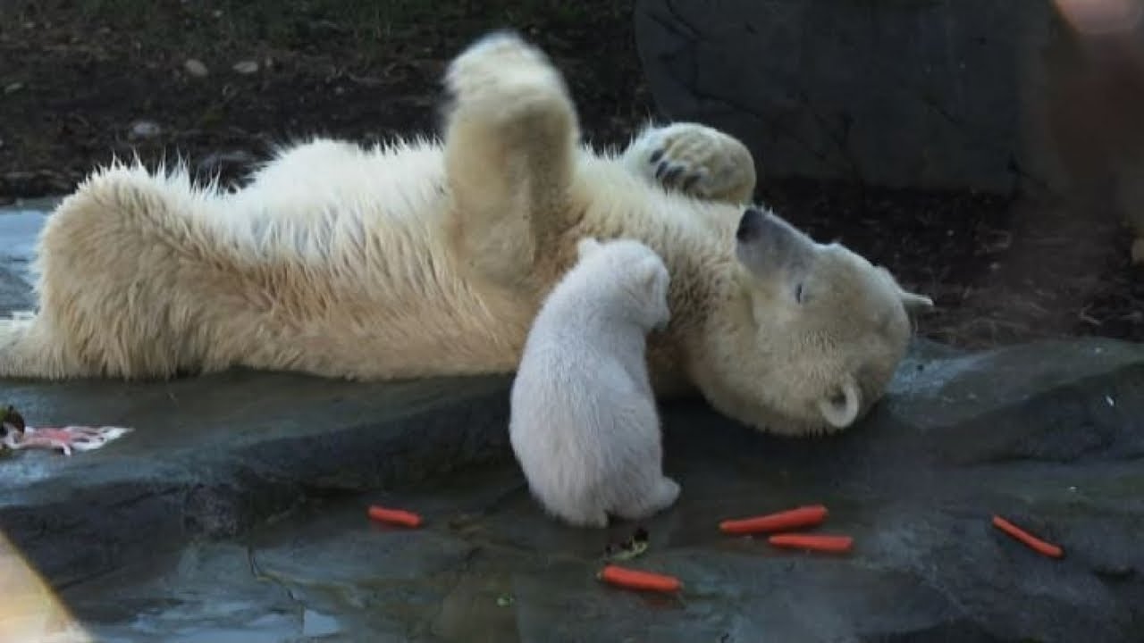 Il cucciolo di orso polare gioca con la mamma allo zoo di Vienna