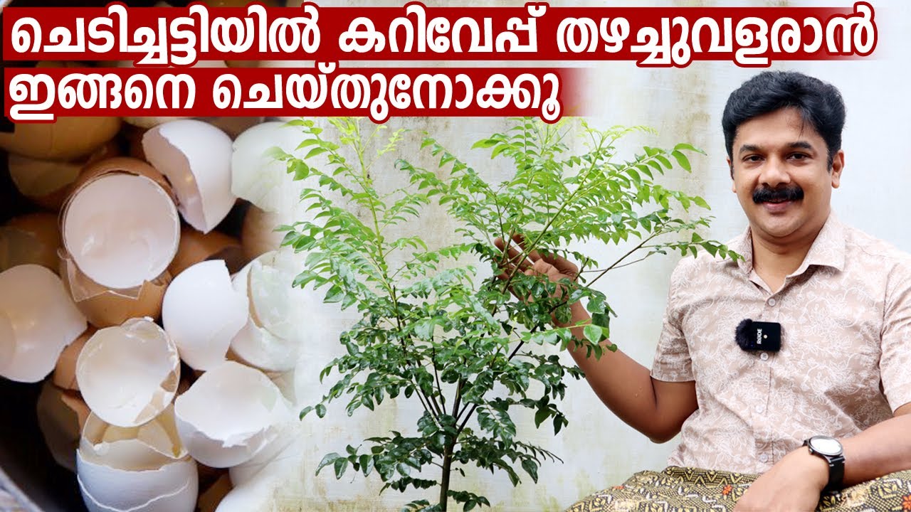 മുട്ടത്തോട് മതി ചെടിച്ചട്ടിയിൽ കറിവേപ്പ് കാടുപോലെ വളരാൻ  | Curry leaves care in rainy season