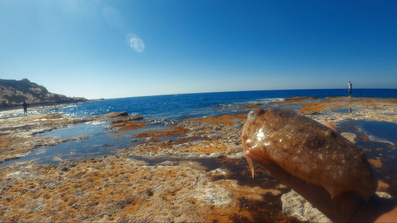 Fishing Marsa Matrouh صيد يوم جديد مرسى مطروح سبيط