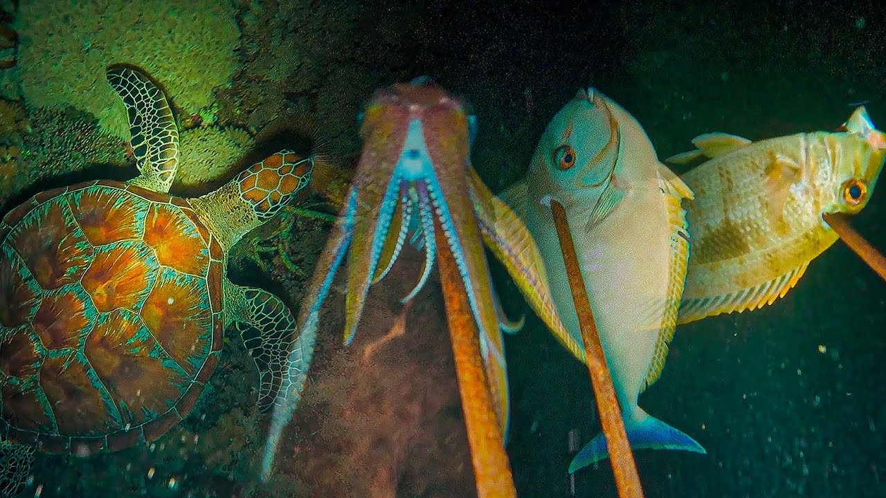 BERBURU CUMI DAN IKAN (NIGHT SPEARFISHING EPISODE 10)