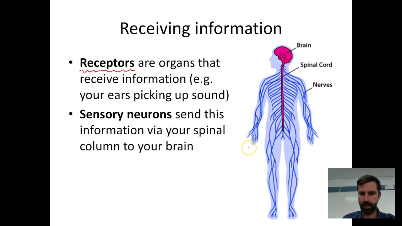 Year 9 Science - Introduction to Nervous System