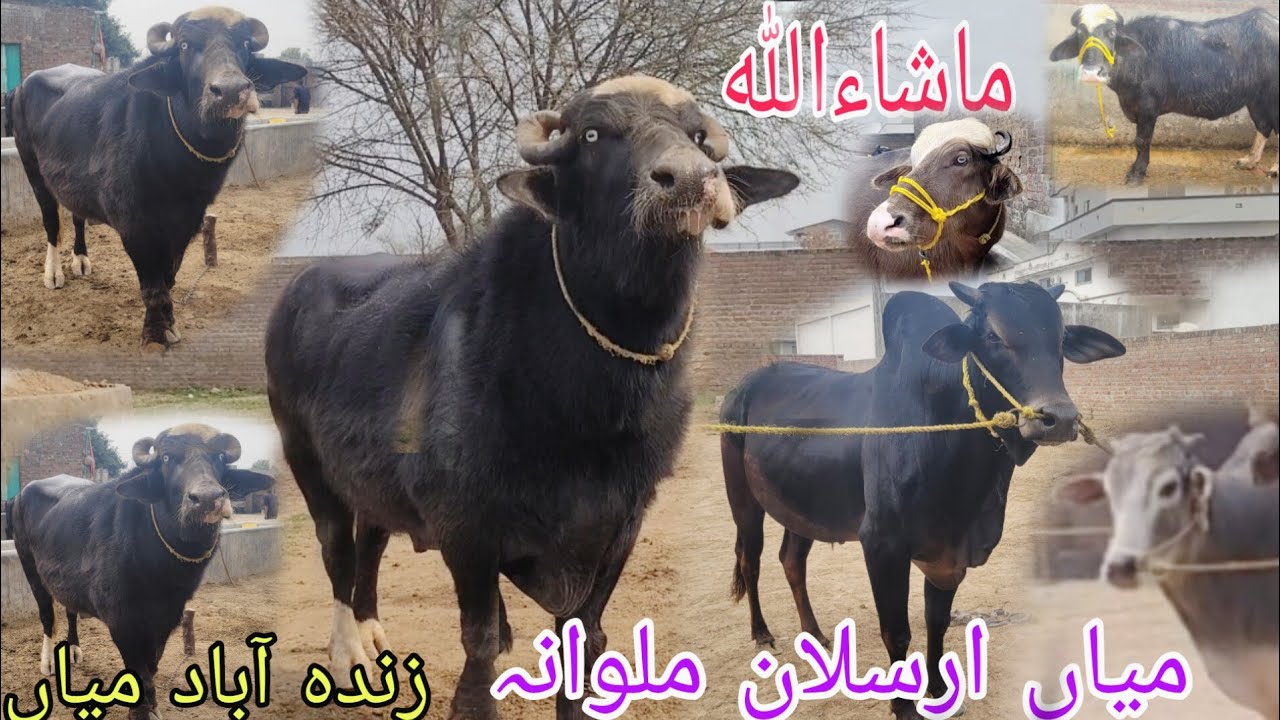 ماشاءاللہ میاں ارسلان ملوانہ کی خوبصورت بھینس گائے 3 وچھے برائےفروخت اور شوقینی بریڈر 18 فروری 2026