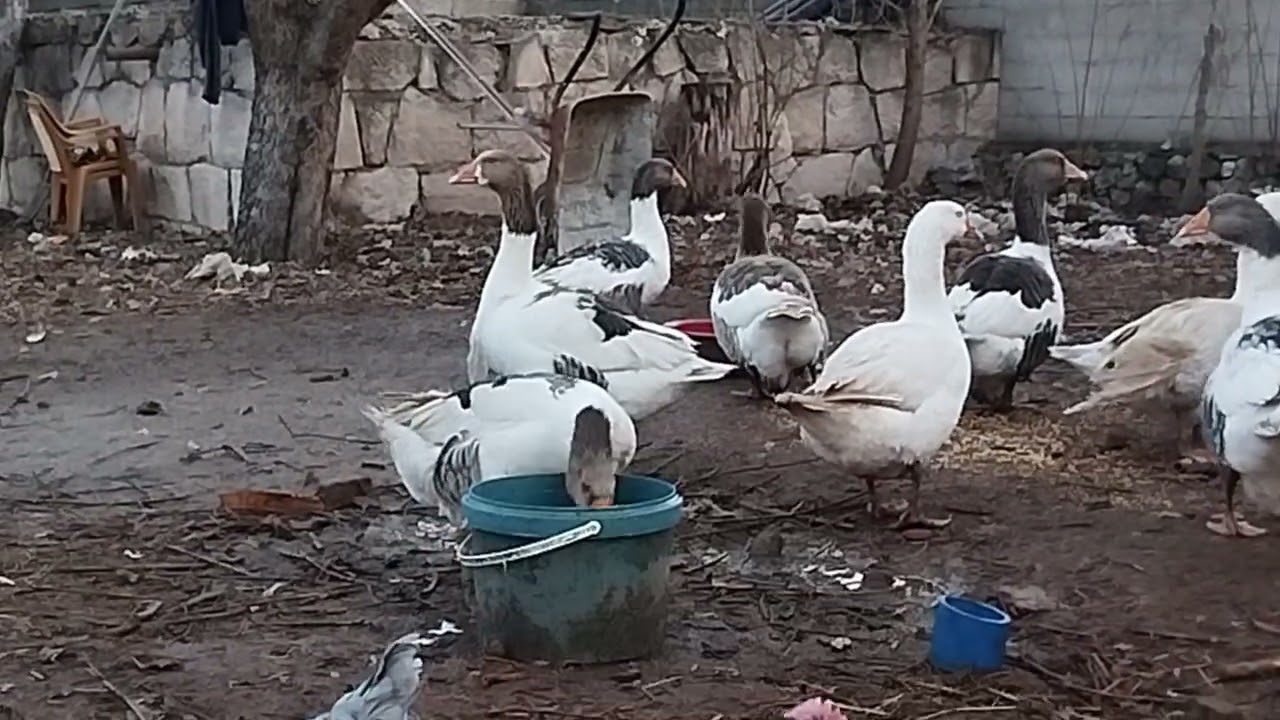 Uzun zaman sonra video bu yıl zarardayız 👍