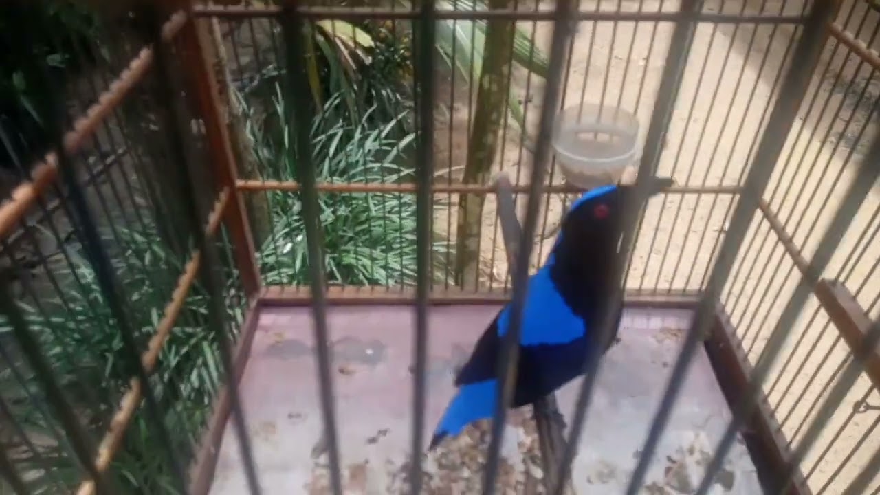 Burung Cucak Biru Gacor saat dijemur, Banjarmasin #kicaumania #Burungkicau #Cucakbirugacor