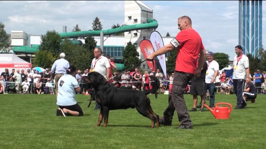 43.ADRK KSZ 2013 (part 2) final group champion class males !