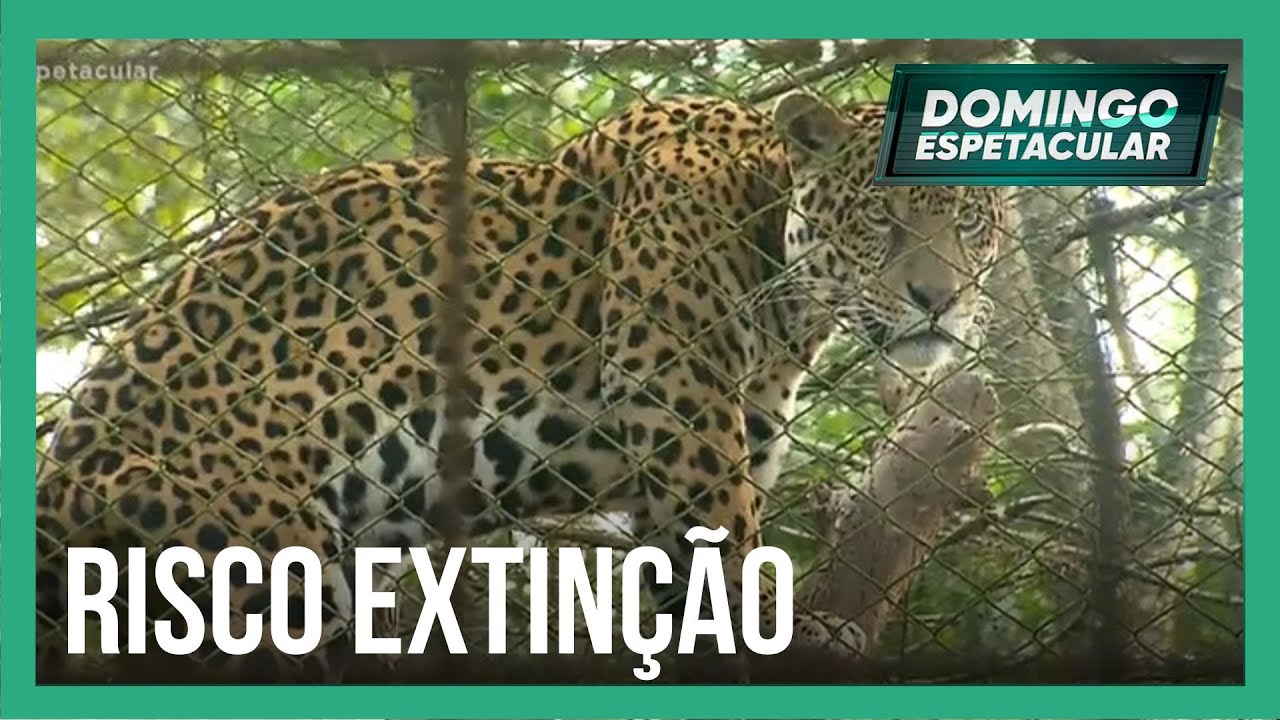 Modelo Luma de Oliveira se torna madrinha de onça-pintada resgatada