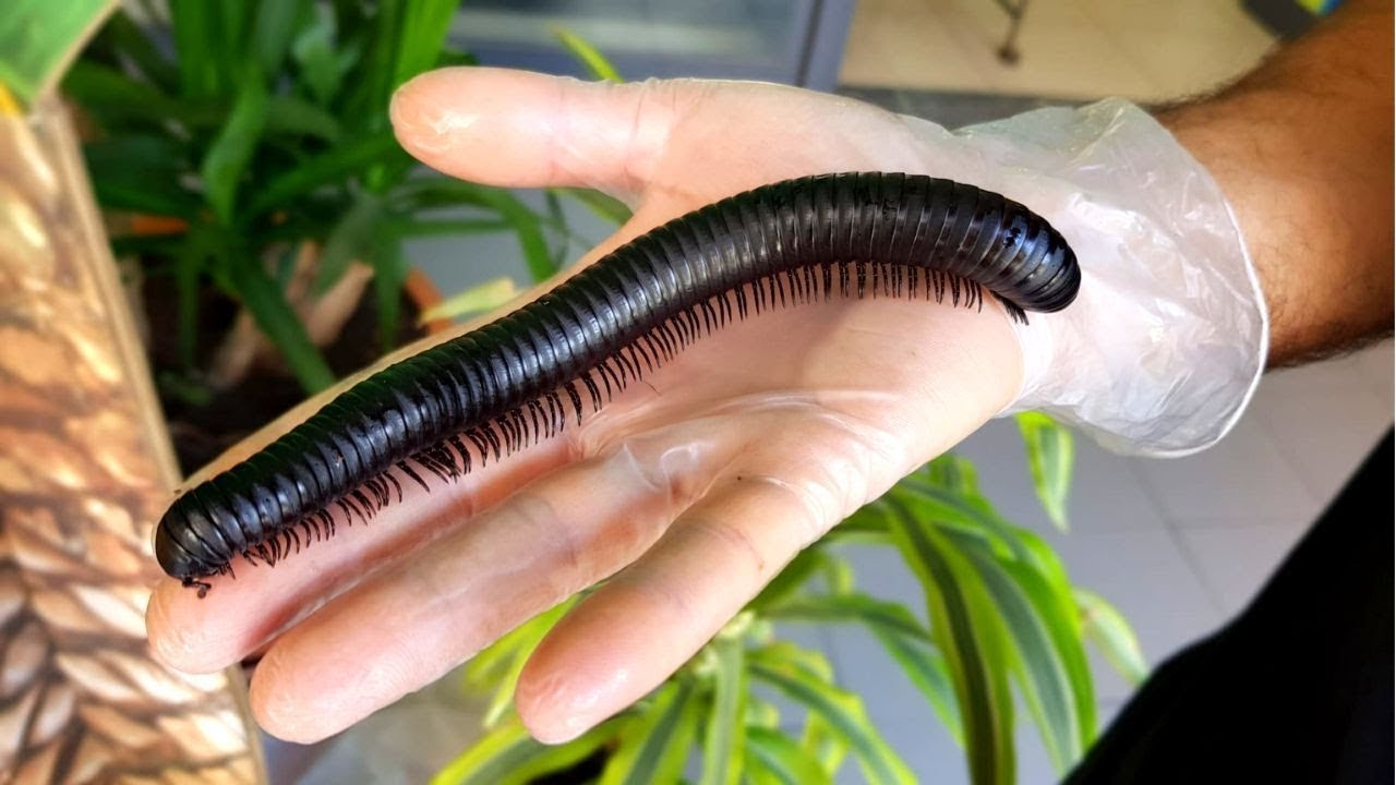 COMO MANTER UM MIL-PÉS GIGANTE AFRICANO !