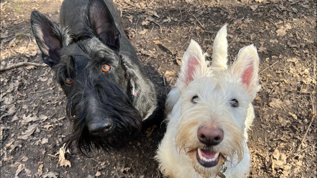 Scottie Dogs Digging #scottishterrier