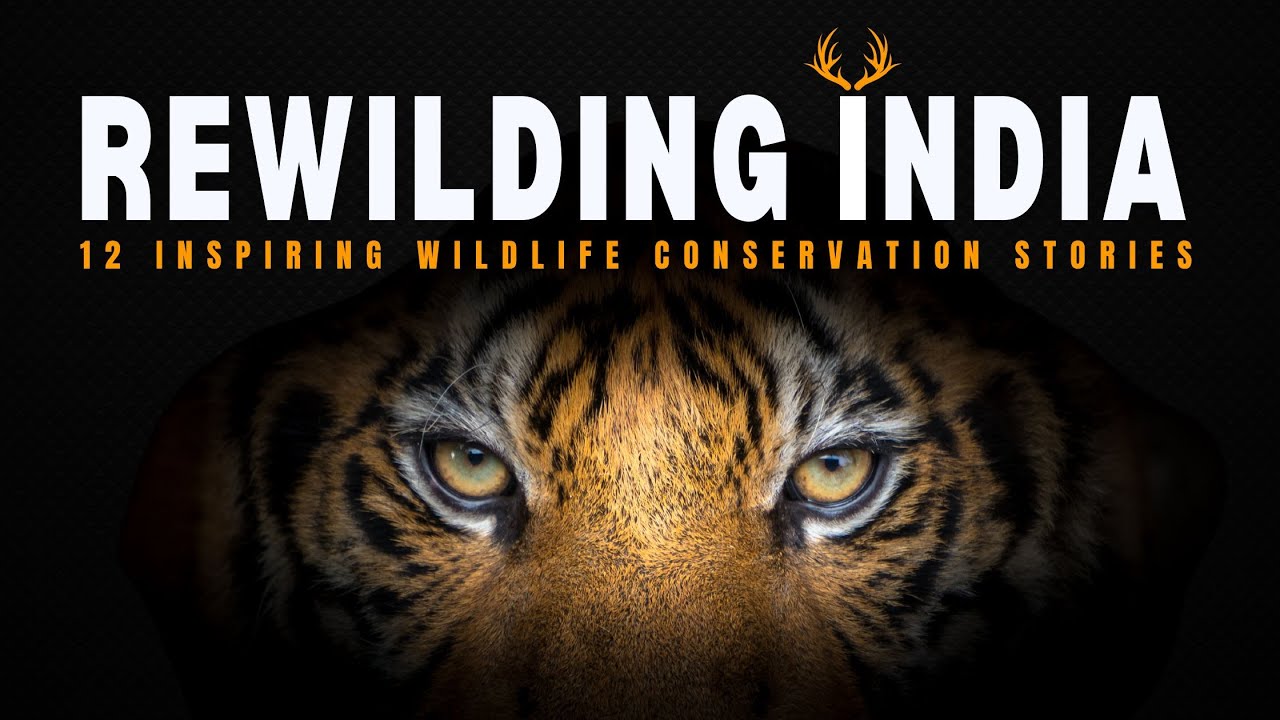 Rewilding India: 12 Inspiring Wildlife Conservation Stories