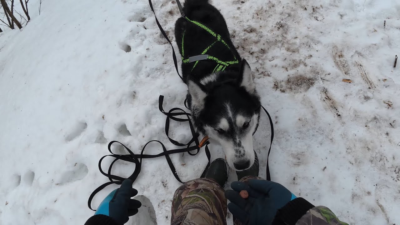 Хаски Дик на крутейшей горке 70 градусов. Глубокий снег. 6.03.2026