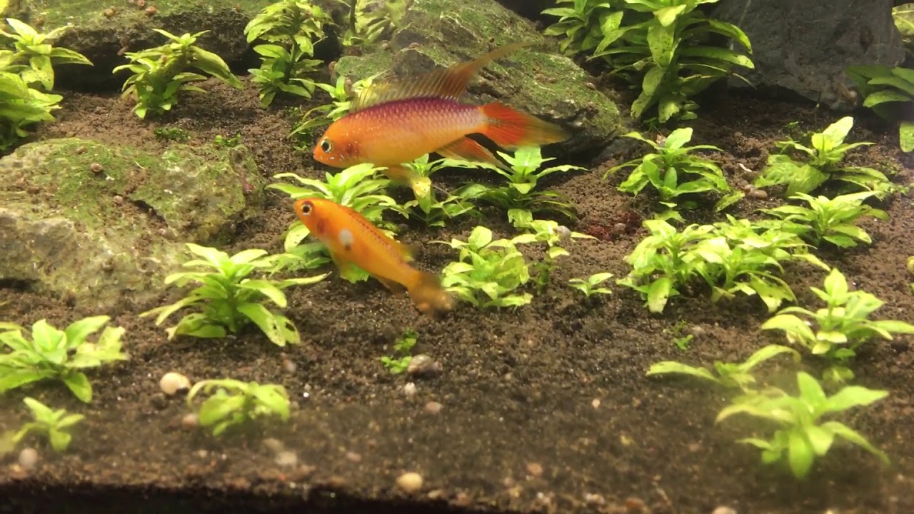 Apistogramma agassizii fire red hunting red cherry shrimps
