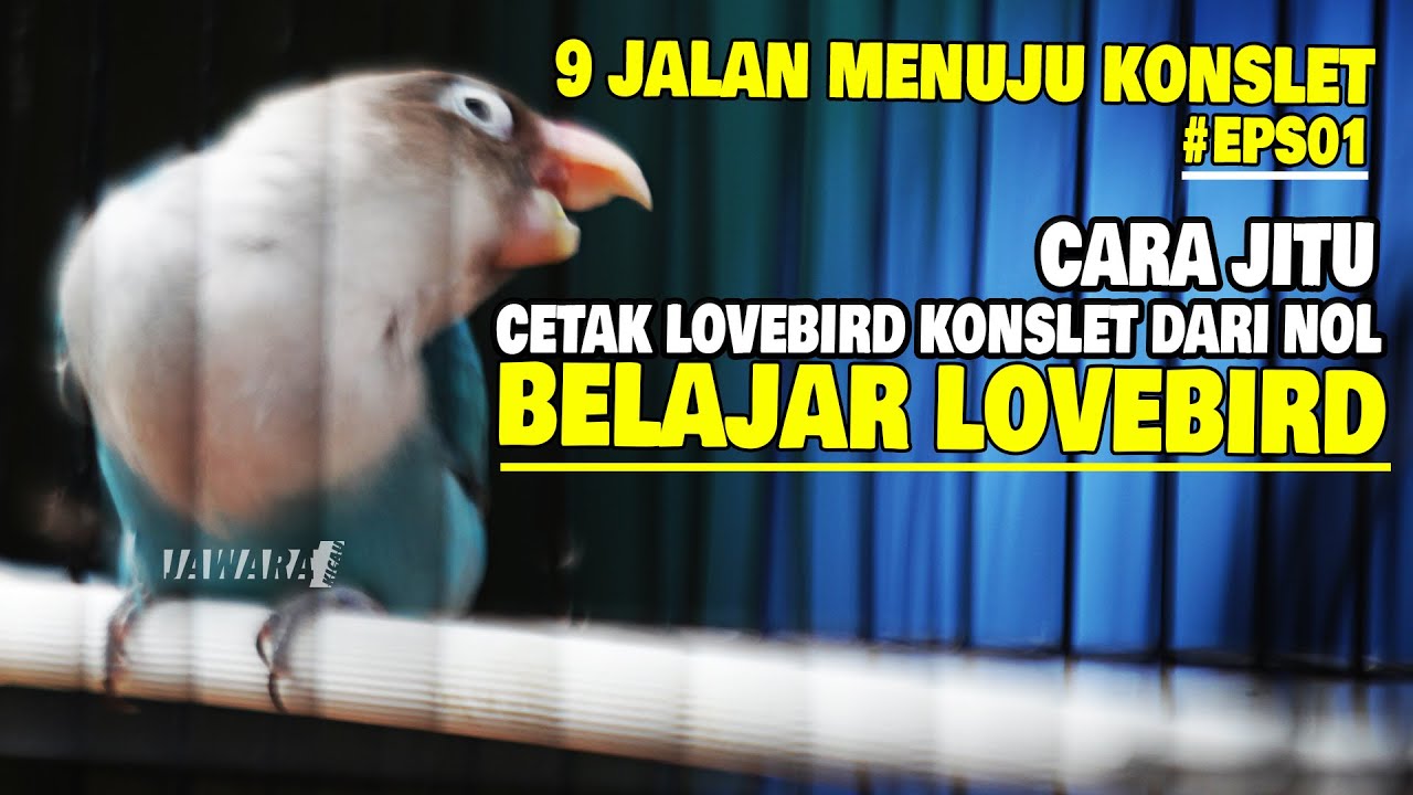 BELAJAR LOVEBIRD#EPS01 : CARA JITU CETAK LOVEBIRD KONSLET DARI NOL 😱 9 JALAN MENUJU PROSES