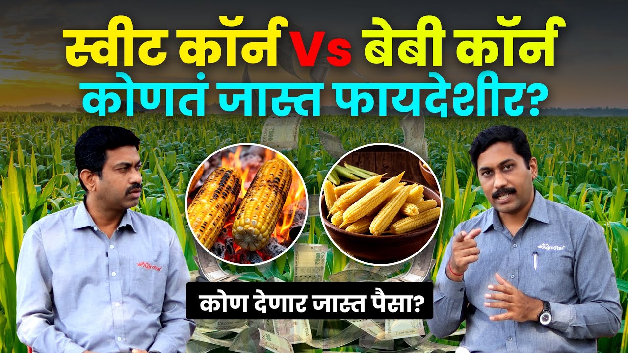 🌽 Maka पिकातून जास्त नफा असा मिळवा 🤑 Baby Corn and Sweet Corn Farming | Maize Farming | AgroStar