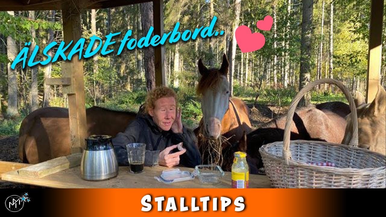 Foderbord, saltsten och hästarna på möjligheternas lösdrift.