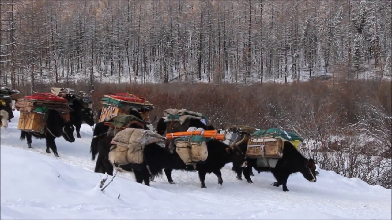 Mongolian Nomads' Winter Migration