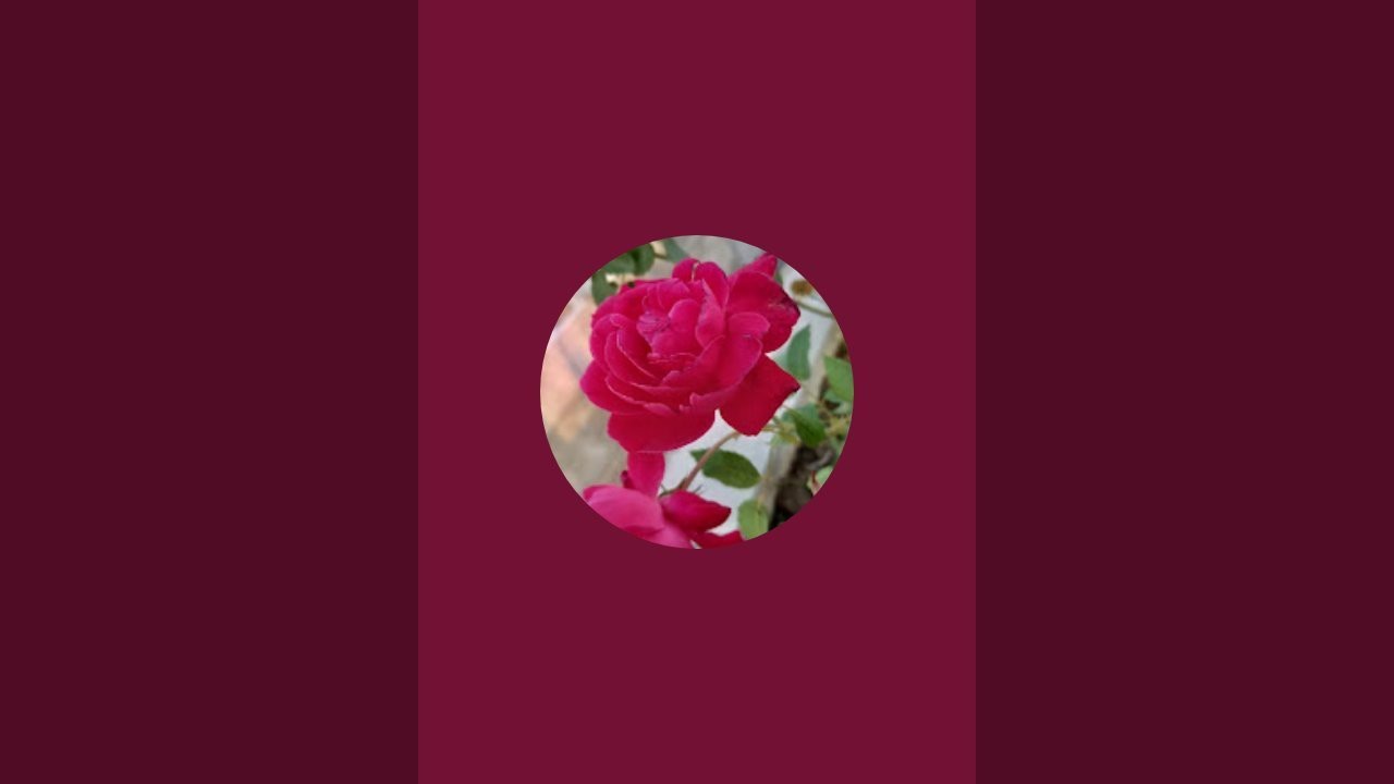 reetika plants and creativity is live