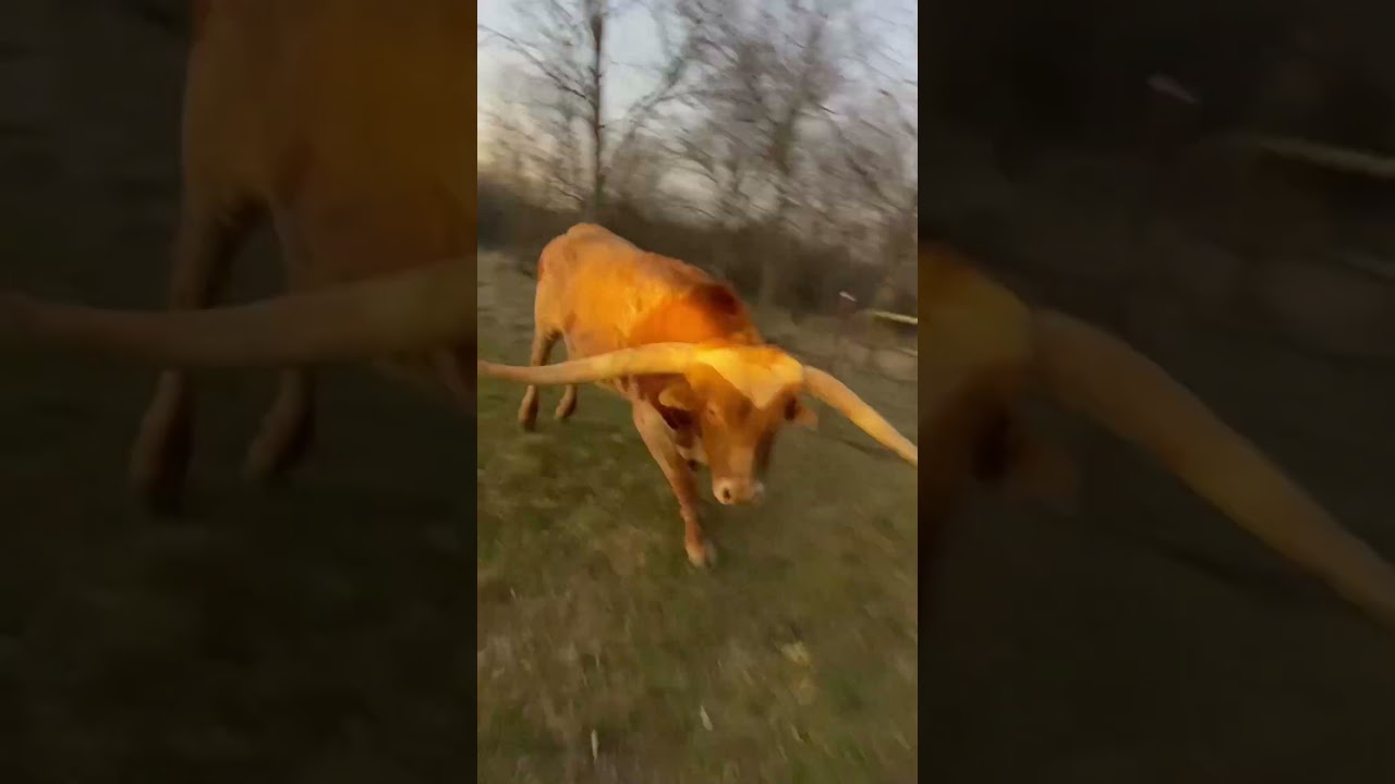 Charging Longhorn Bull Scares the Crap Out of Me
