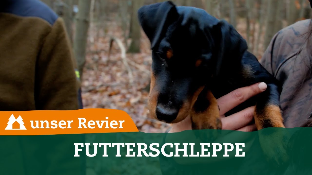 Futterschleppe I Welpe I Jagdhundeausbildung I Hundearbeit I unser Revier #12