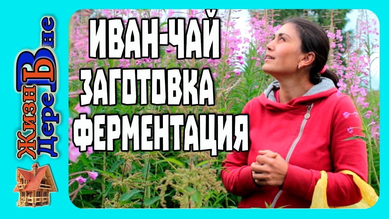 Иван чай. Заготовка, ферментация, сушка. ЖИЗНЬ В ДЕРЕВНЕ