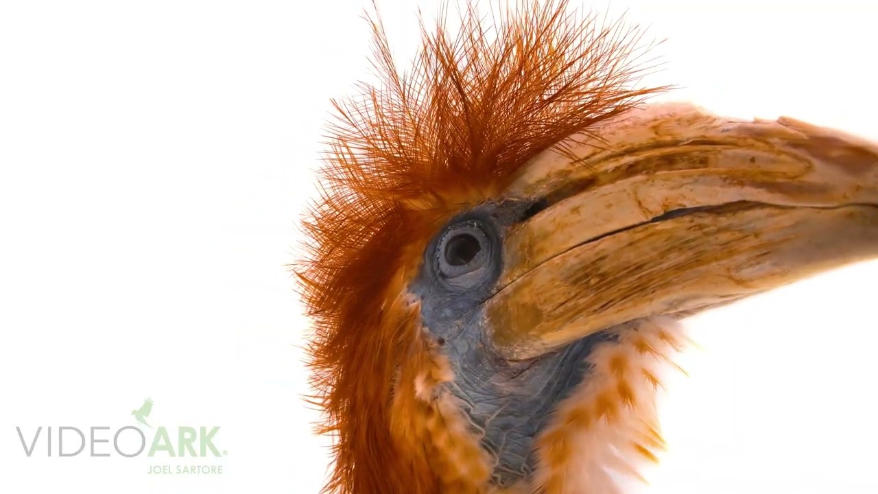 A female yellow-casqued hornbill (Ceratogymna elata) named Jenny from the Memphis Zoo.