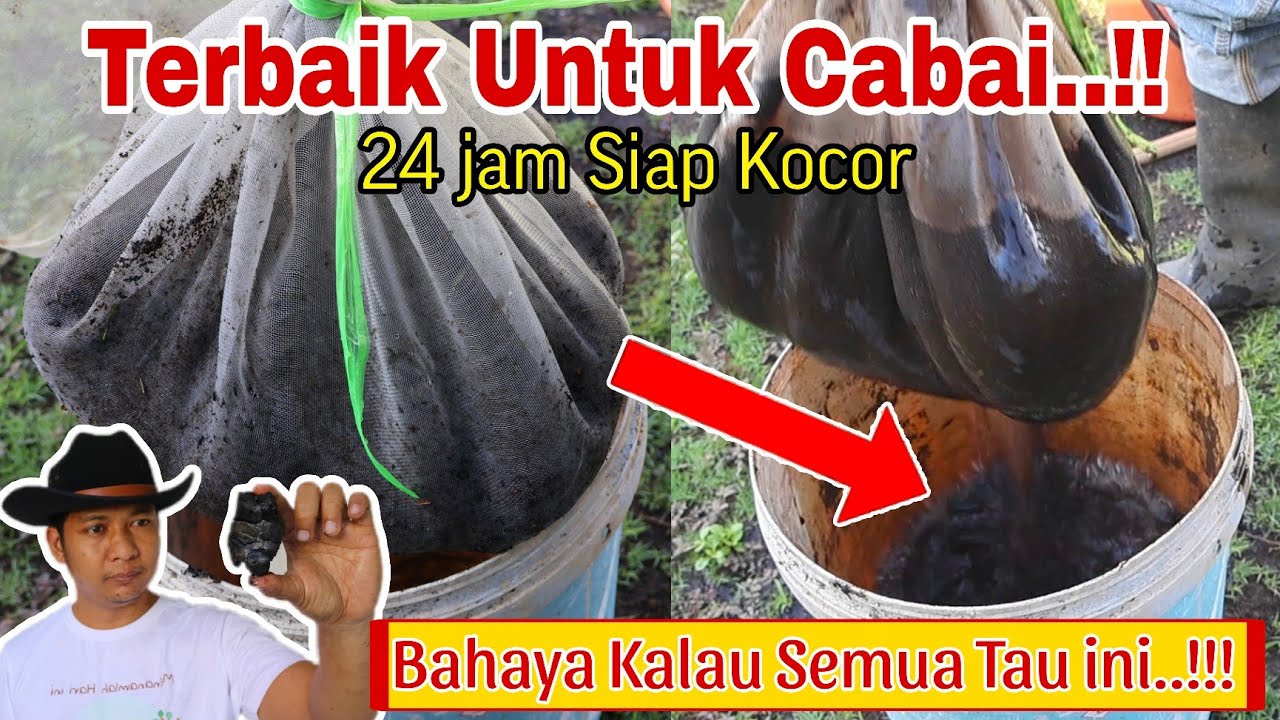 Stop beli NPK..!! Pupuk Kocor ini 10x lebih joss dari NPK