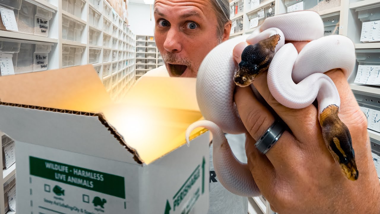 SURPRISE SNAKE UNBOXING!! LORI SURPRISED ME!! | BRIAN BARCZYK