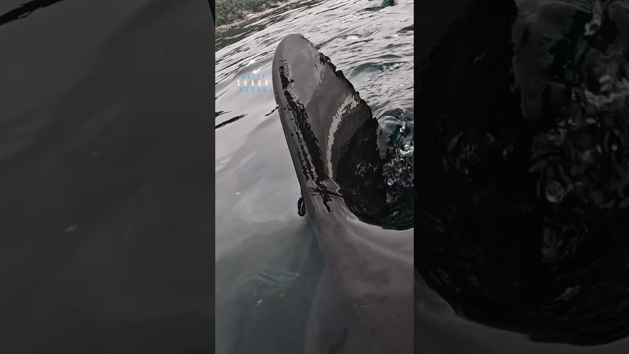 Great White Shark Dorsal Fin In The Shallows
