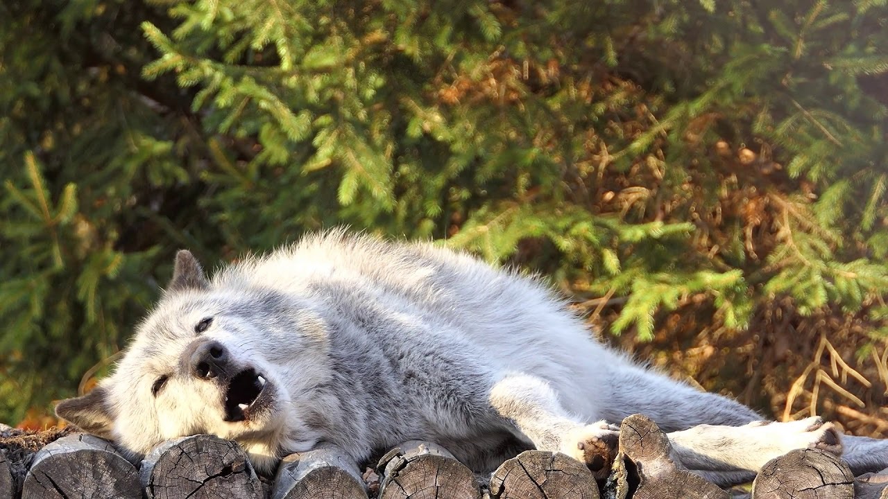 The Funniest Wolf Howls Are Lazy Ones