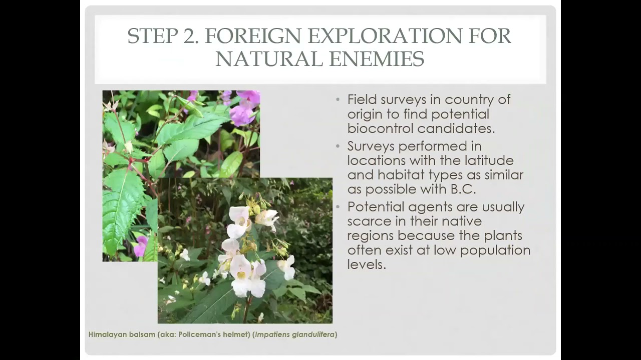 Biological Control &ndash; A Management Tool in BC