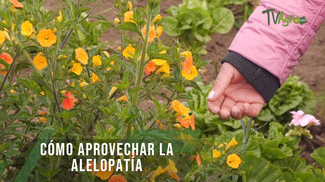Cómo aprovechar la Alelopatía - TvAgro por Juan Gonzalo Angel Restrepo