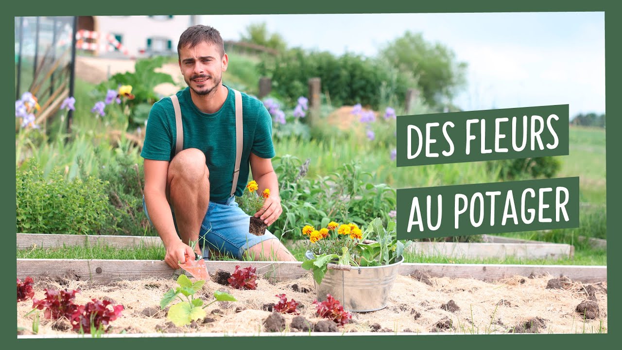 Planter des fleurs au potager, une bonne idée ? Astuces et conseils pour bien les choisir