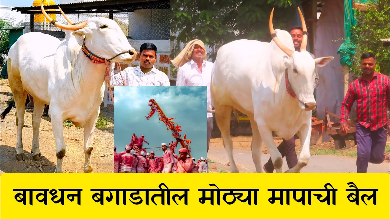 बावधन बगाडातील सर्वात मोठा बैल हिरा आणि खरेदी बगाडा विषयी संपूर्ण माहिती जाणून घ्या