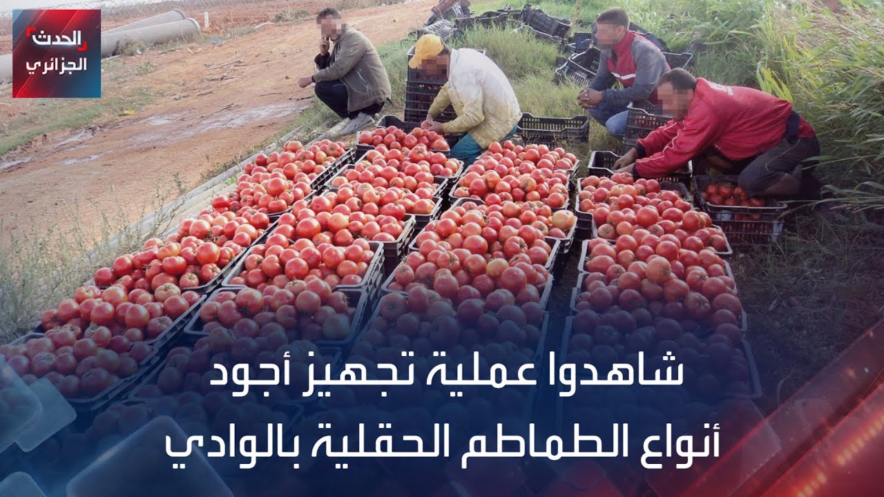 شاهدوا عملية تجهيز أجود أنواع الطماطم الحقلية بالوادي