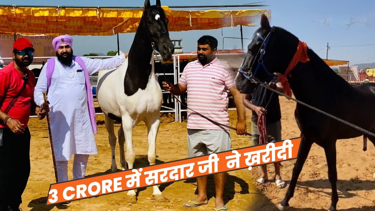3 Crore में बिकी घोड़ी 😯Pushkar Mela 2024 ka Ghora Bazar | Pushkar Mela Ajmer Vs Sonpur Mela Bihar