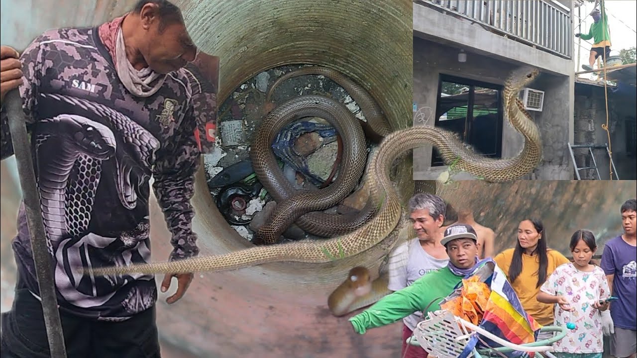 Napaakyat si kuya sa makamandag na cobra SA bayan Ng candaba