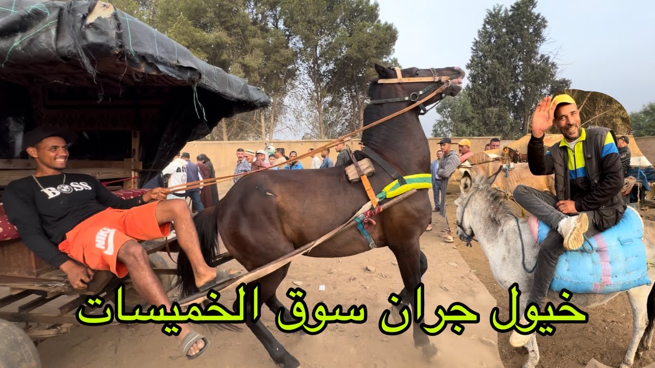 ثمن خيول جران في سوق الخميسات  بتاريخ 10/06/2025