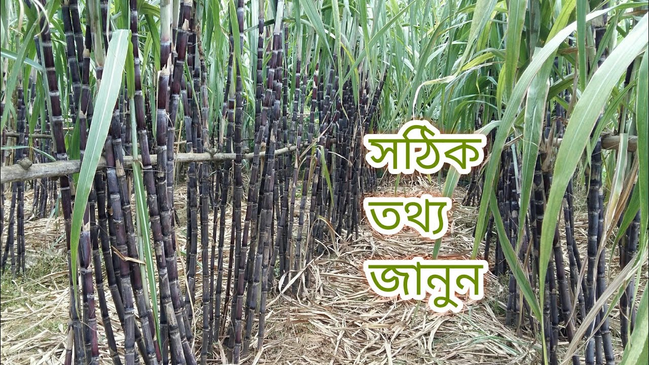 আখ চাষের সঠিক সময়, কম খরচে চারা তৈরি এবং ভাল জাত সম্পর্কে জানুন। ফিলিপাইনি আখ