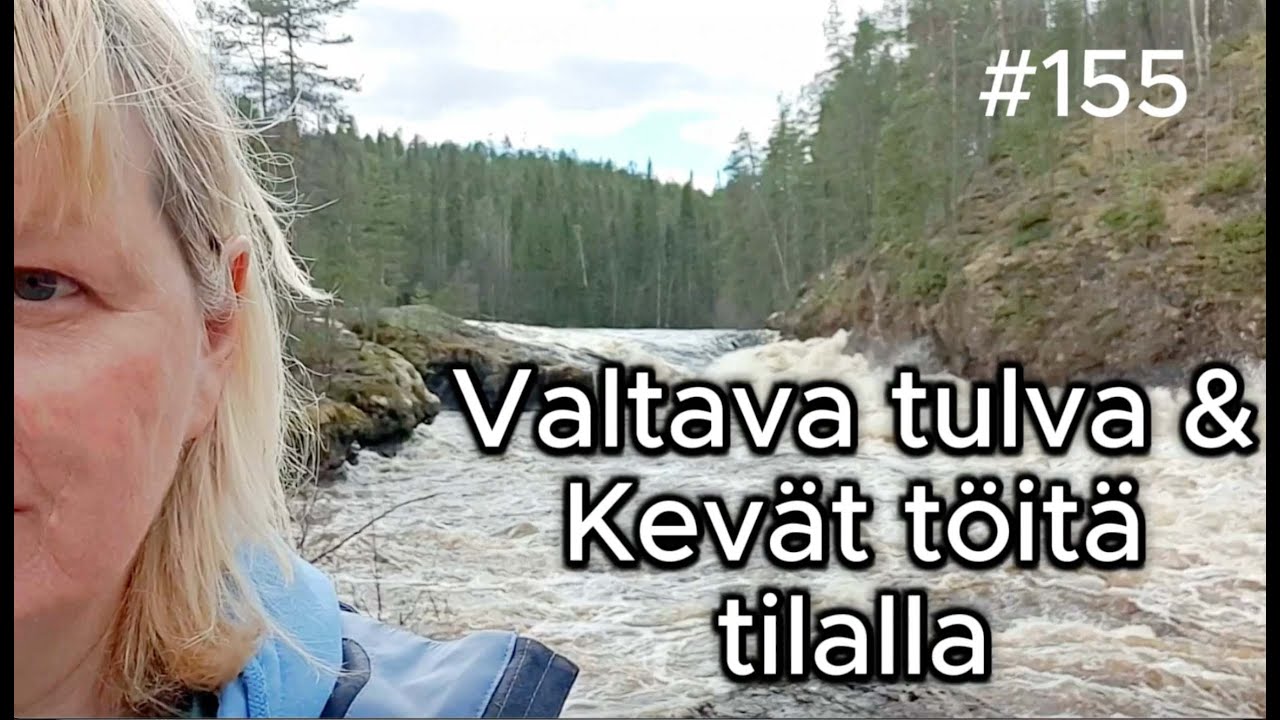 Mahtava tulva Kiutakönkäällä. Kevät töitä farmilla @korpitalo #omavaraisuus #kiutaköngäs #oulanka