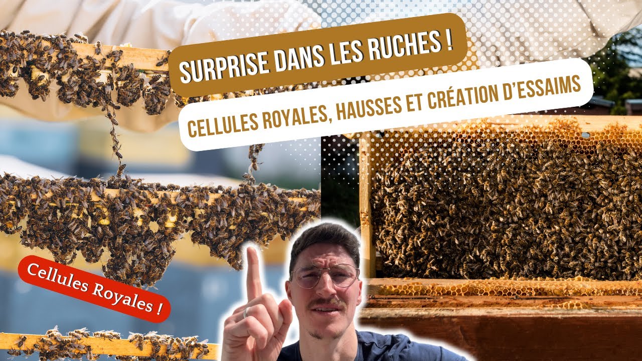 Surprise dans les ruches ! Contrôle des Cellules royales, des hausses et création d’essaims [S03E07]