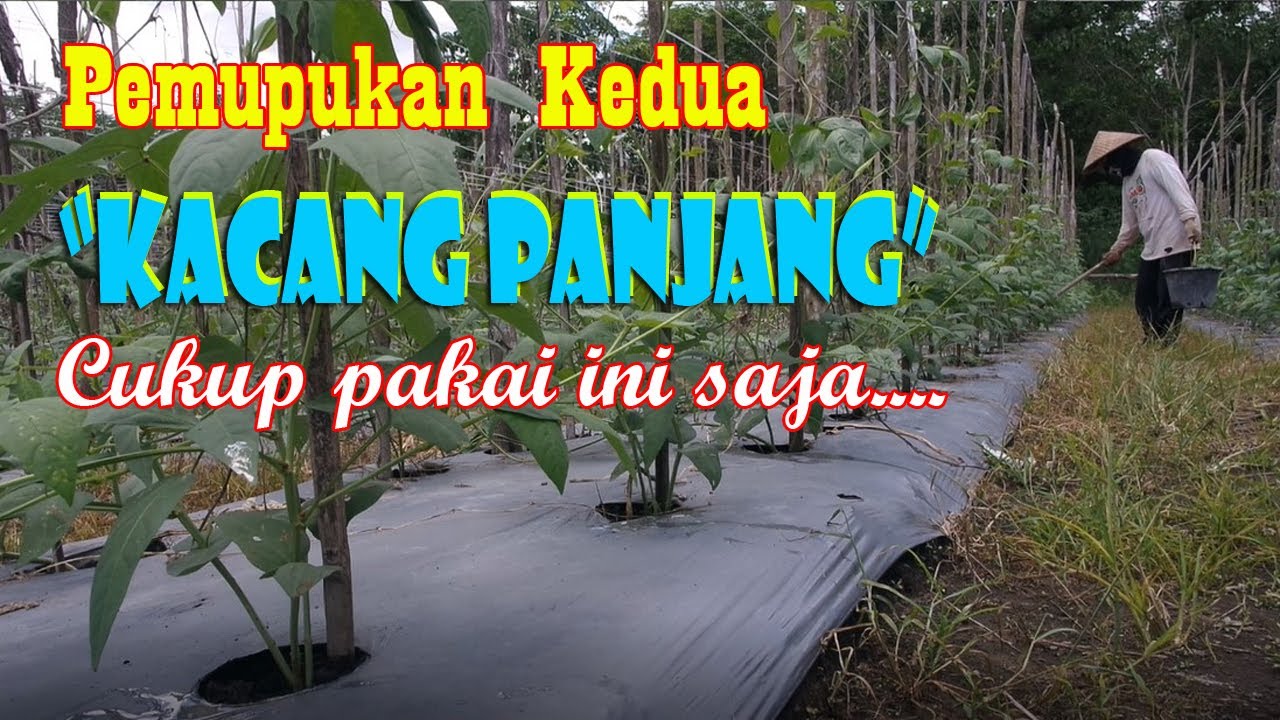 Pupuk Kedua KACANG PANJANG : Menjelang Berbunga Pakai Pupuk Urea, SP36 dan KCL